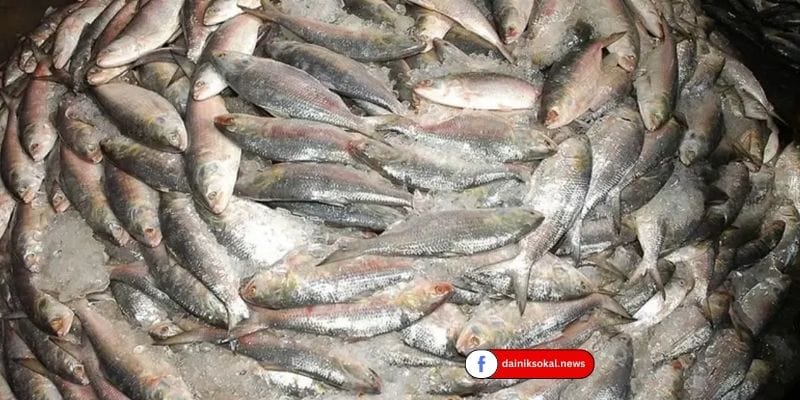 পূজায় বাংলাদেশের কাছে ইলিশ চেয়ে ভারতের চিঠি
