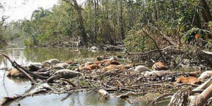 আজ সেই ভয়াল ১৫ নভেম্বর। 