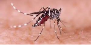 ২৪ ঘণ্টায় ডেঙ্গুতে মৃত্যু ৫, হাসপাতালে ভর্তি ১০৩৪