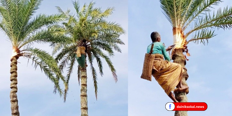 খেজুরের রস কাটা নিয়ে ব্যস্ত বাঞ্ছারামপুরের গাছিরা