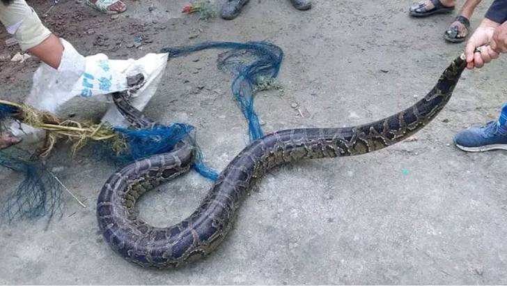 মুন্সীগঞ্জে কৃষকের জালে ৯ ফুট দীর্ঘ অজগর