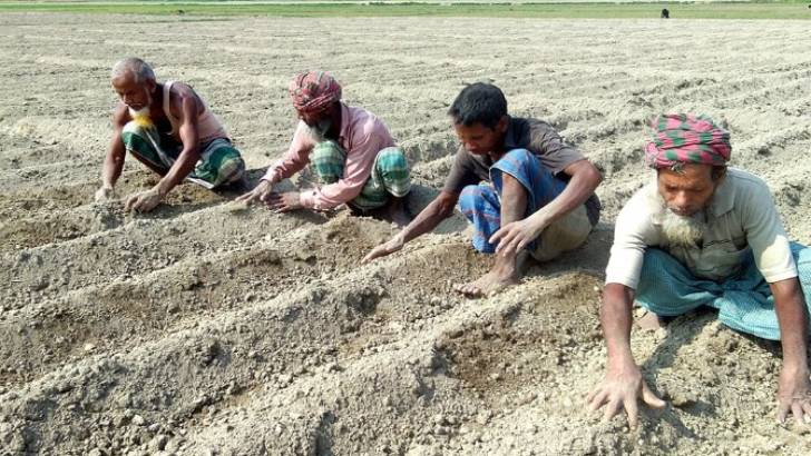 মুন্সীগঞ্জে আগাম আলু চাষাবাদে উৎসব