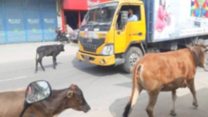 অবাধে গরু-ছাগল চলে সড়কে, দুর্ঘটনার শঙ্কা