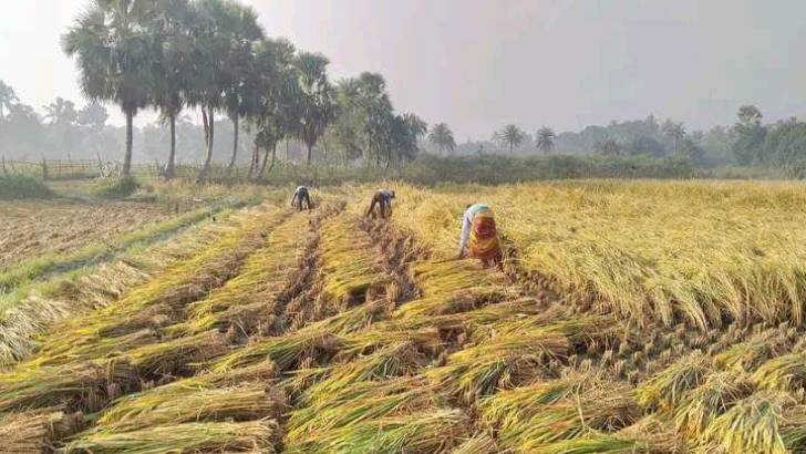 ধামইরহাটে নতুন ধানের মৌ মৌ ঘ্রাণে নবান্ন পালন