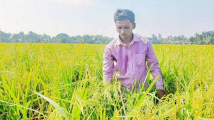 নাটোরে ধান বীজ কিনে প্রতারিত কৃষক -ফলন বিপর্যয়ে সর্বশান্ত