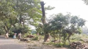 মুন্সিগঞ্জে সড়কের গাছ কাটার অভিযোগ