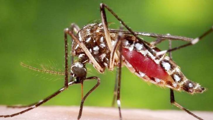 ডেঙ্গুতে ২৪ ঘণ্টায় ১০ জনের মৃত্যু