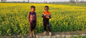 শেরপুরে দিগন্ত মাঠজুড়ে যেন হলুদের বিছানা
