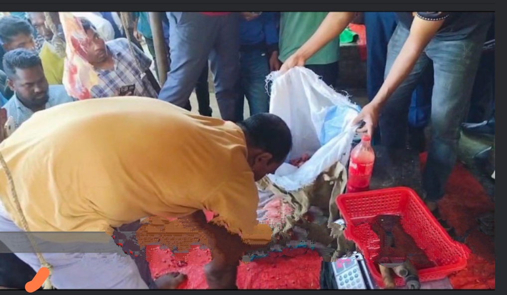 অসুস্থ গরু জবাই করে রং মিশিয়ে বিক্রি