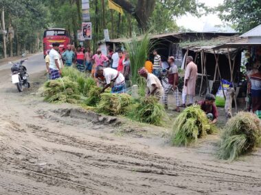 ঘাস বিক্রি করে জীবিকা নির্বাহ