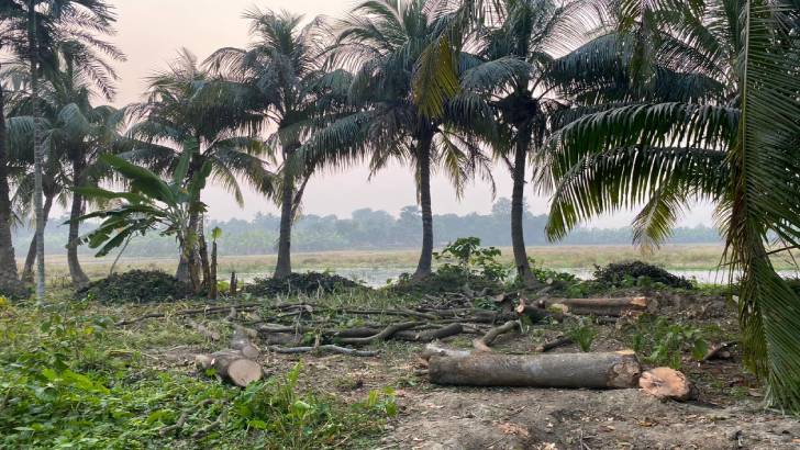 সিংড়ায় জোর পূর্বক গাছ কেটে জমি দখলের অভিযোগ