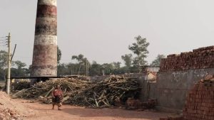 কালিহাতীতে ইটভাটায় পুড়ছে বনের কাঠ,নজরদারী নেই প্রশাসনের