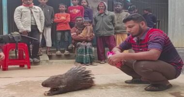 গৃহপালিত হয়ে গেছে বন্যপ্রাণী শজারু