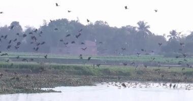 অতিথি পাখির কলতানে মুখরিত মেহেরপুরের মাইলমারী পদ্মবিল