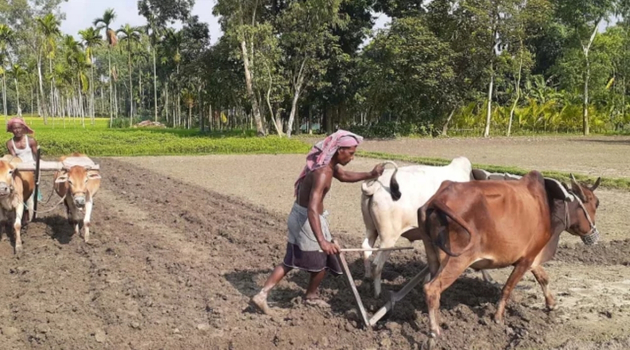 লালমনিরহাটে ভুট্টার বীজের অঙ্কুরোদম না হওয়ায় নকল বীজের অভিযোগ