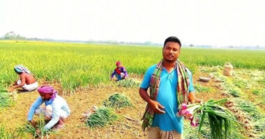 লালমনিরহাটে পেঁয়াজ উৎপাদন কৃষি খাতের এক বিশাল সম্ভাবনা