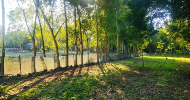 পৃথিবীকে রক্ষা করতে ইউক্যালিপটাসের সীমাবদ্ধতার প্রয়োজন