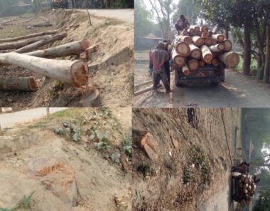 শেরপুরে লক্ষাধিক টাকার সরকারি রাস্তার গাছ বিক্রি করলেন প্রভাবশালী গোলাপ 