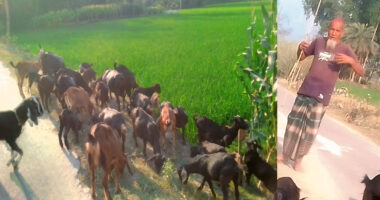 বৃদ্ধ বয়সেও আত্মনির্ভরশীলতার দৃষ্টান্ত, ৫৬টি ছাগল পালনে সফল আব্দুল গফুর
