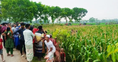 নরসিংদীতে ভুট্রা ক্ষেত থেকে বস্তাবন্দি মরদেহ উদ্ধার