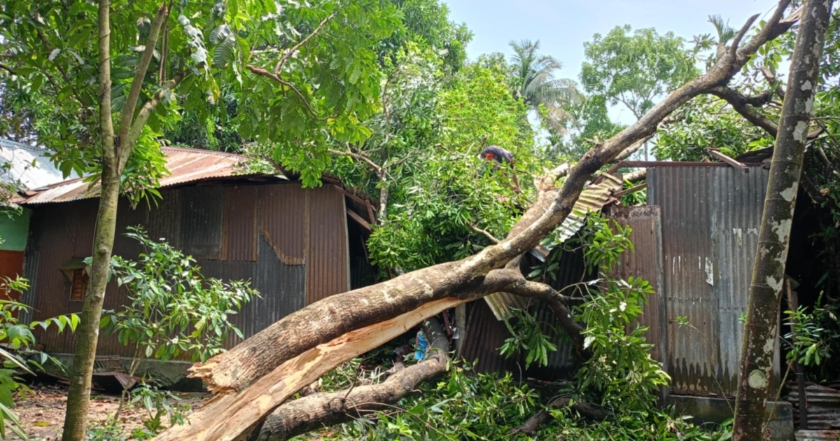 দুর্গাপুরে ঝড়ে গাছ পড়ে বসতঘর বিধ্বস্ত, প্রাণে রক্ষা পরিবার