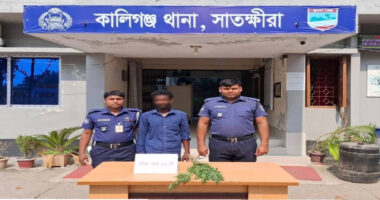 মাদকবিরোধী বিশেষ অভিযানে ১০ টি গাঁজা গাছ সহ ০১ জন গ্রেফতার