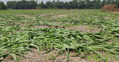 মুন্সিগঞ্জ রাতের আধাঁরে ভুট্টা গাছ কর্তন,প্রায় দের লক্ষ টাকার ক্ষয়ক্ষতি