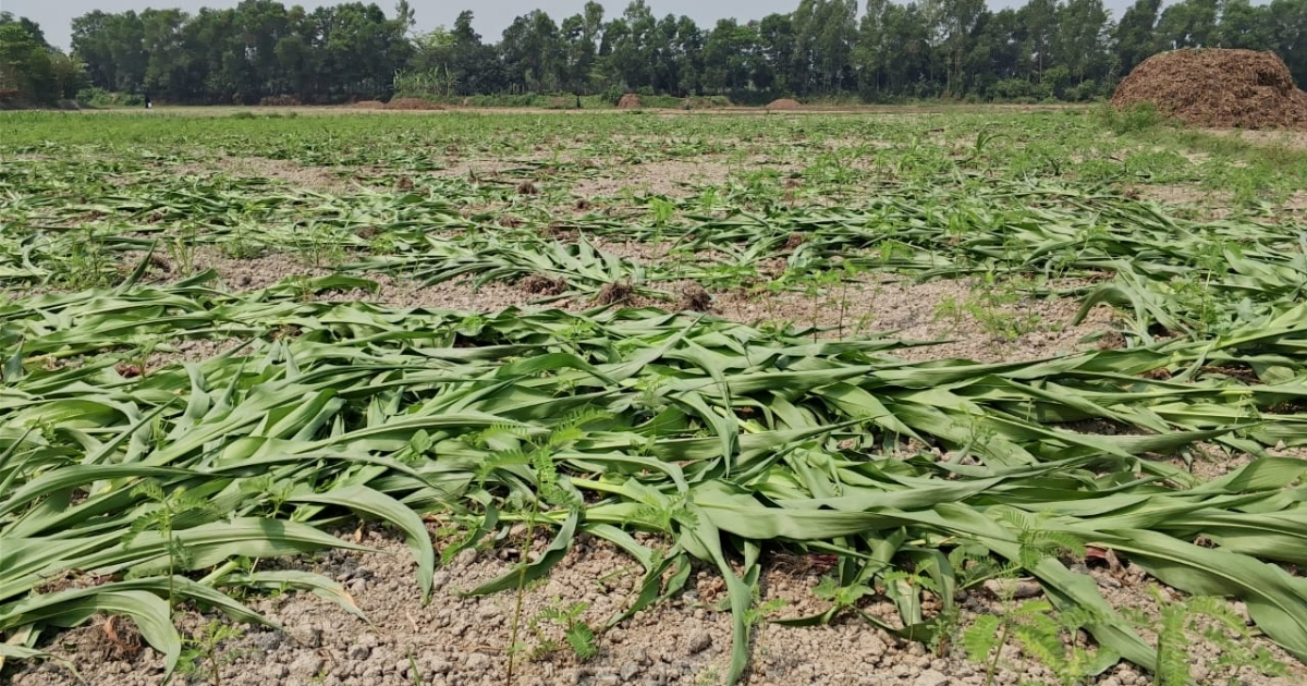 মুন্সিগঞ্জ রাতের আধাঁরে ভুট্টা গাছ কর্তন,প্রায় দের লক্ষ টাকার ক্ষয়ক্ষতি