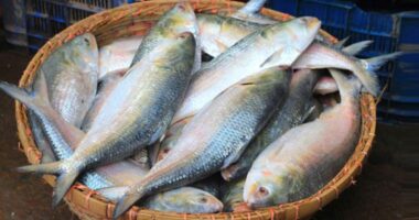 বৈশাখের আগেই ইলিশের বাজারে আগুন