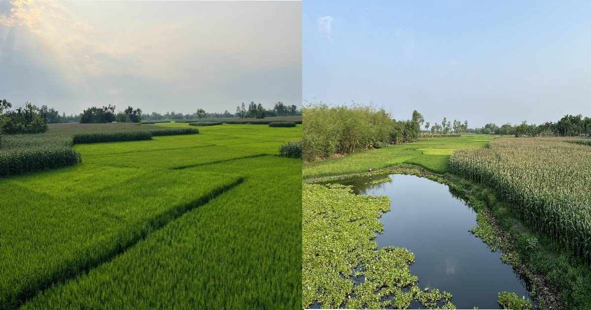 তিস্তার শুষ্ক বুকে ফসলের সোনালী বিপ্লব: কৃষকের স্বপ্নফসল এখন নদীর চর
