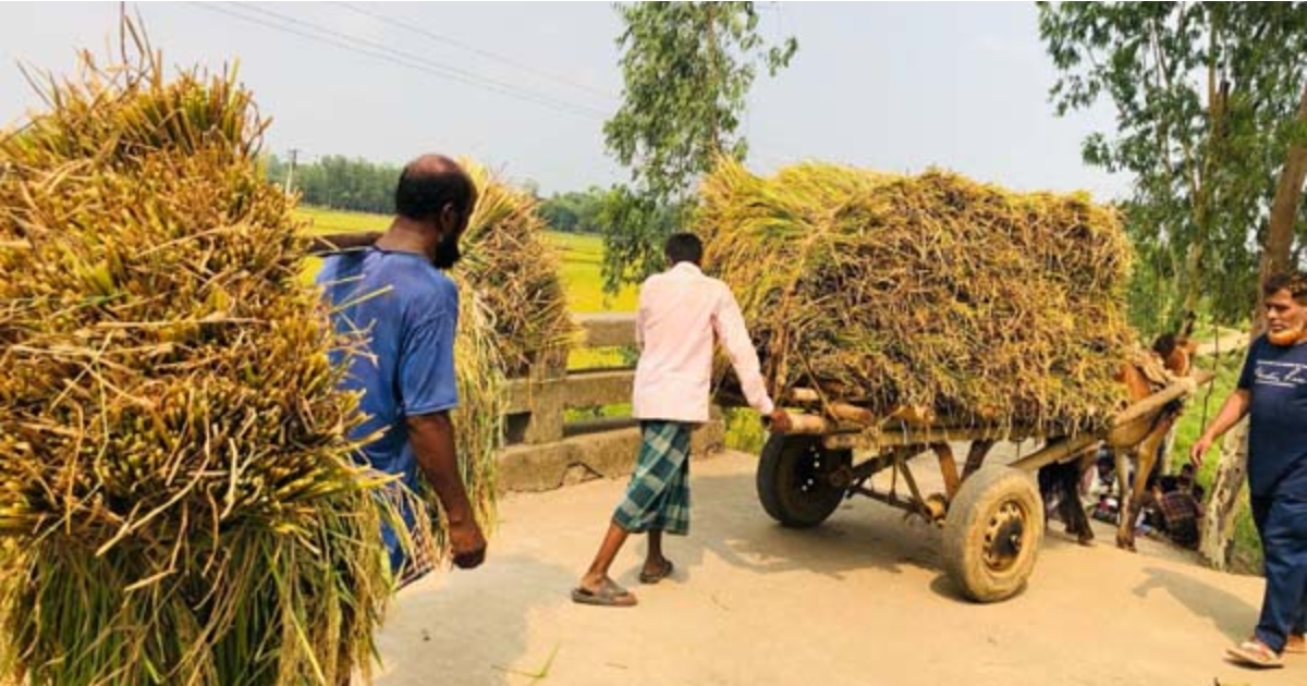 ঘাটাইলে ঘোড়ার গাড়িতে ধান বহন