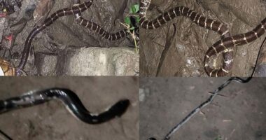ইবিতে সাপের উপদ্রব, এন্টিভেনম থাকলেও প্রয়োগে নিষেধাজ্ঞা