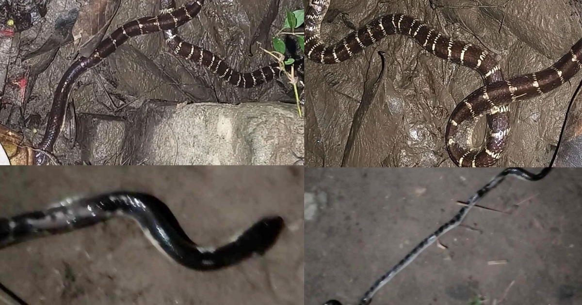 ইবিতে সাপের উপদ্রব, এন্টিভেনম থাকলেও প্রয়োগে নিষেধাজ্ঞা