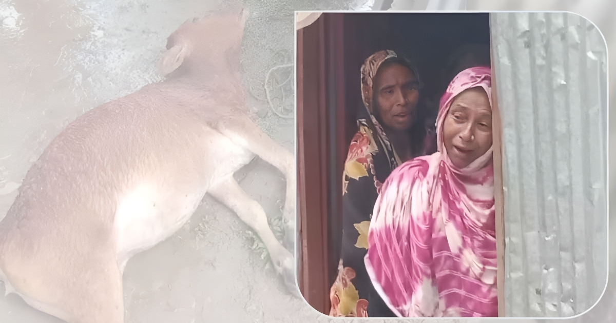 লালমনিরহাটে গরু বাঁচাতে বিদ্যুৎস্পৃষ্ট হয়ে মা-ছেলের মর্মান্তিক মৃত্যু