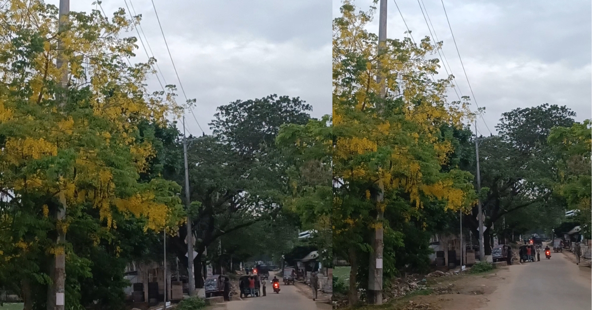 দীঘিনালার রাস্তার পাশে মুগ্ধতা ছড়াচ্ছে সোনালু ফুলের শোভা