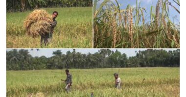 শ্রমিক সংকটে পাকা ধান ঘরে তুলতে পারছেন না পিরোজপুরের কৃষকরা