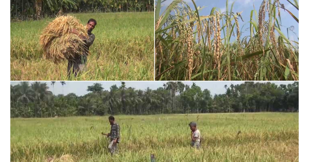 শ্রমিক সংকটে পাকা ধান ঘরে তুলতে পারছেন না পিরোজপুরের কৃষকরা