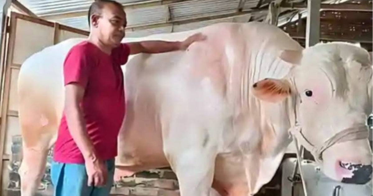 রাজবাড়ীর কোরবানির হাট কাঁপাবে ৩৮ মনের সাদা পাহাড়
