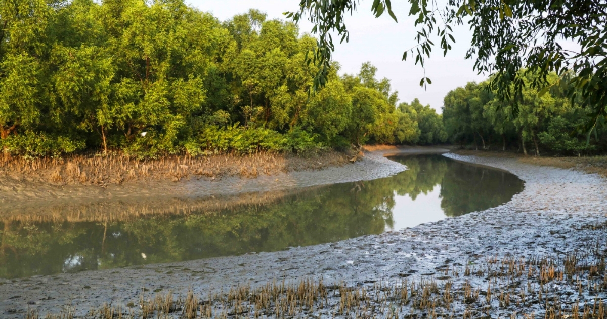 এবার সুন্দরবনের চরে ৬২ জনকে রেখে গেছে বিএসএফ