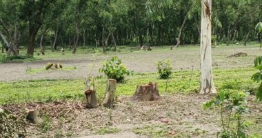 ডোমারের গোঁসাইগঞ্জ বন বিভাগের গাছ পুনরায় কর্তন করা হচ্ছে, জানেনা রেঞ্জ কর্মকর্তা