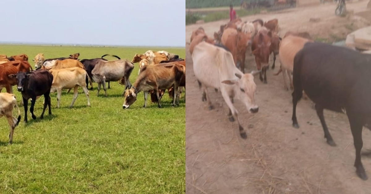 আছে গবাদি পশু পালনের বিশাল মাঠ, নেই বেচাকেনার হাট