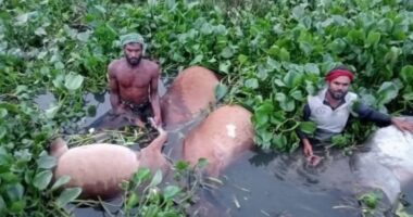 জোয়ারে ভেসে গেল কৃষকের প্রায় ৫০ টি গরু
