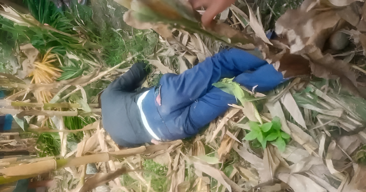 সুপারি গাছ ভেঙে চোরের মর্মান্তিক মৃত্যু, এলাকায় চাঞ্চল্য