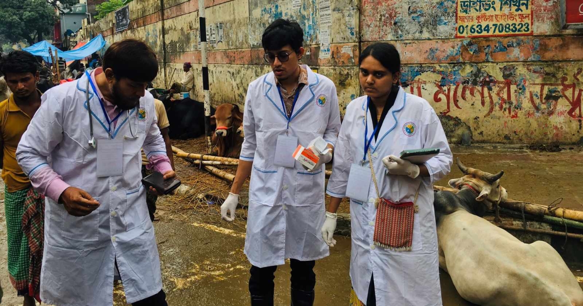 ঢাকার ২১টি কোরবানির হাটে পশু চিকিৎসাসেবায় শেকৃবির শতাধিক শিক্ষার্থী