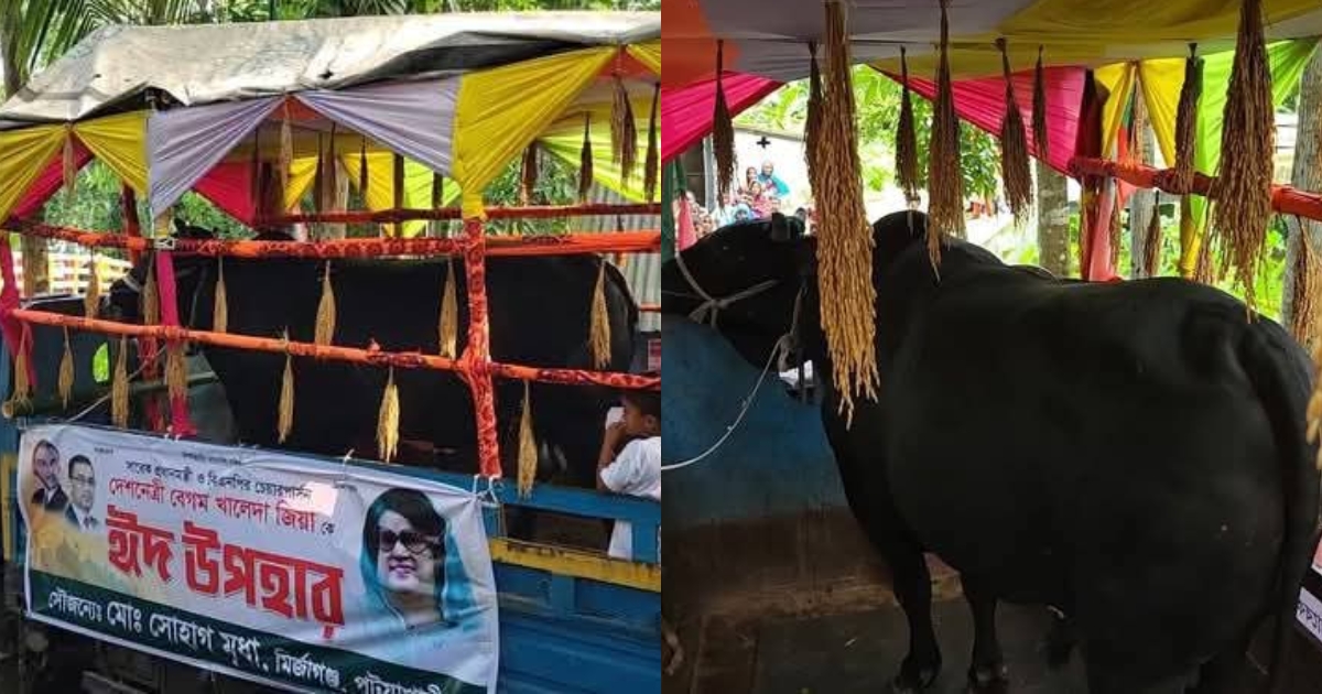 খালেদা জিয়াকে ৩৫ মনের কালো মানিক উপহার দিতে ঢাকার পথে মির্জাগঞ্জের সোহাগ মৃধা