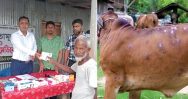 লালমনিরহাটে ভয়াবহভাবে ছড়াচ্ছে লাম্পি স্কিন ডিজিজ, ভয়ে আতঙ্কিত খামারিরা