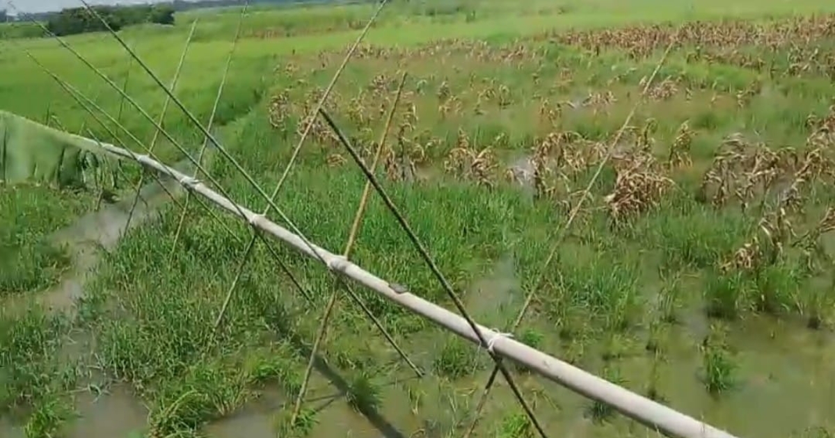 মুন্সিগঞ্জে কৃষি জমি কেটে কৃষি জমি ভরাট