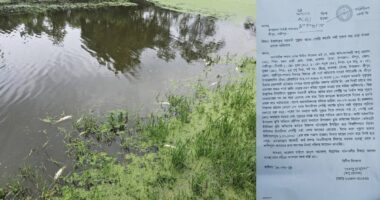 পোল্ট্রির বর্জ্য ফেলে মাছ মারার অভিযোগ