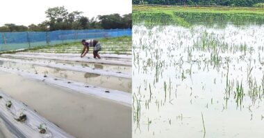 টানা বৃষ্টিতে আমনের বীজতলাসহ ডুবে গেছে মাছের ঘের, বিপাকে কৃষকরা
