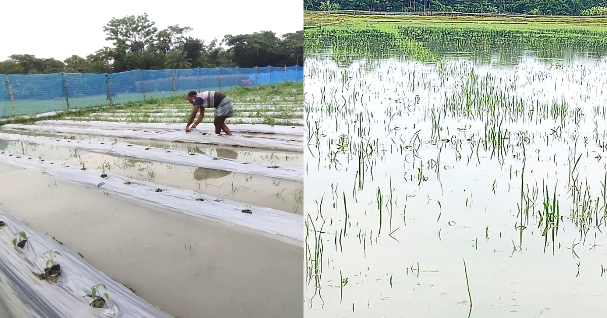 টানা বৃষ্টিতে আমনের বীজতলাসহ ডুবে গেছে মাছের ঘের, বিপাকে কৃষকরা